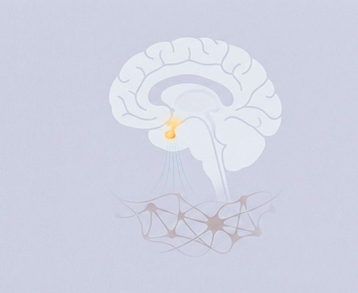 腦下垂體對免疫的階層式調控：科學機制與改善策略