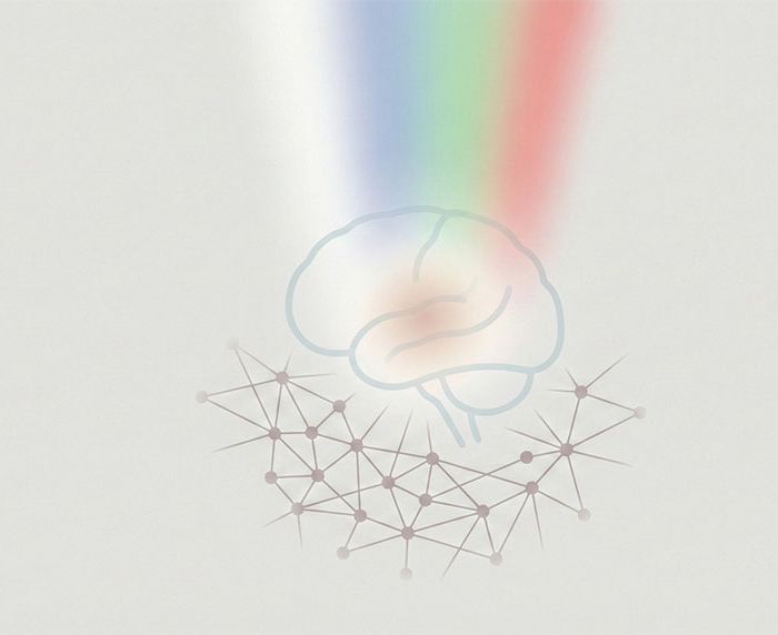 【生理節律與環境因子】彩色光如何重塑您的大腦工作記憶？