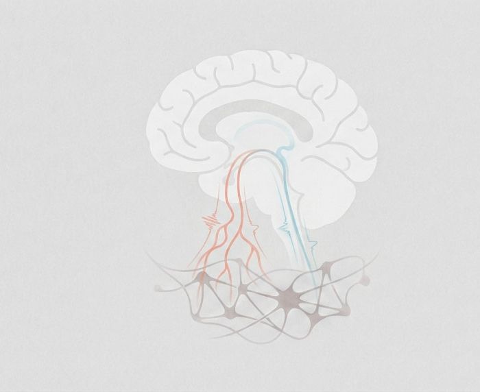 Autonomic nervous system regulation of immune balance